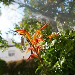 Flat With A Garden In Belem