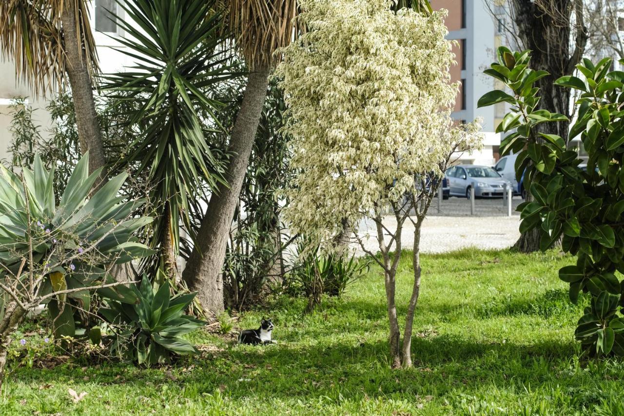 Olive Grove By Trip2portugal * Lisboa