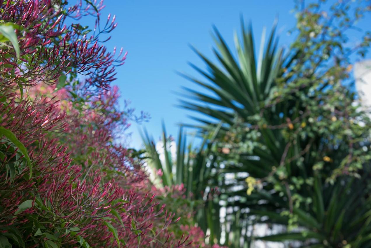 Flat With A Garden In Belem *