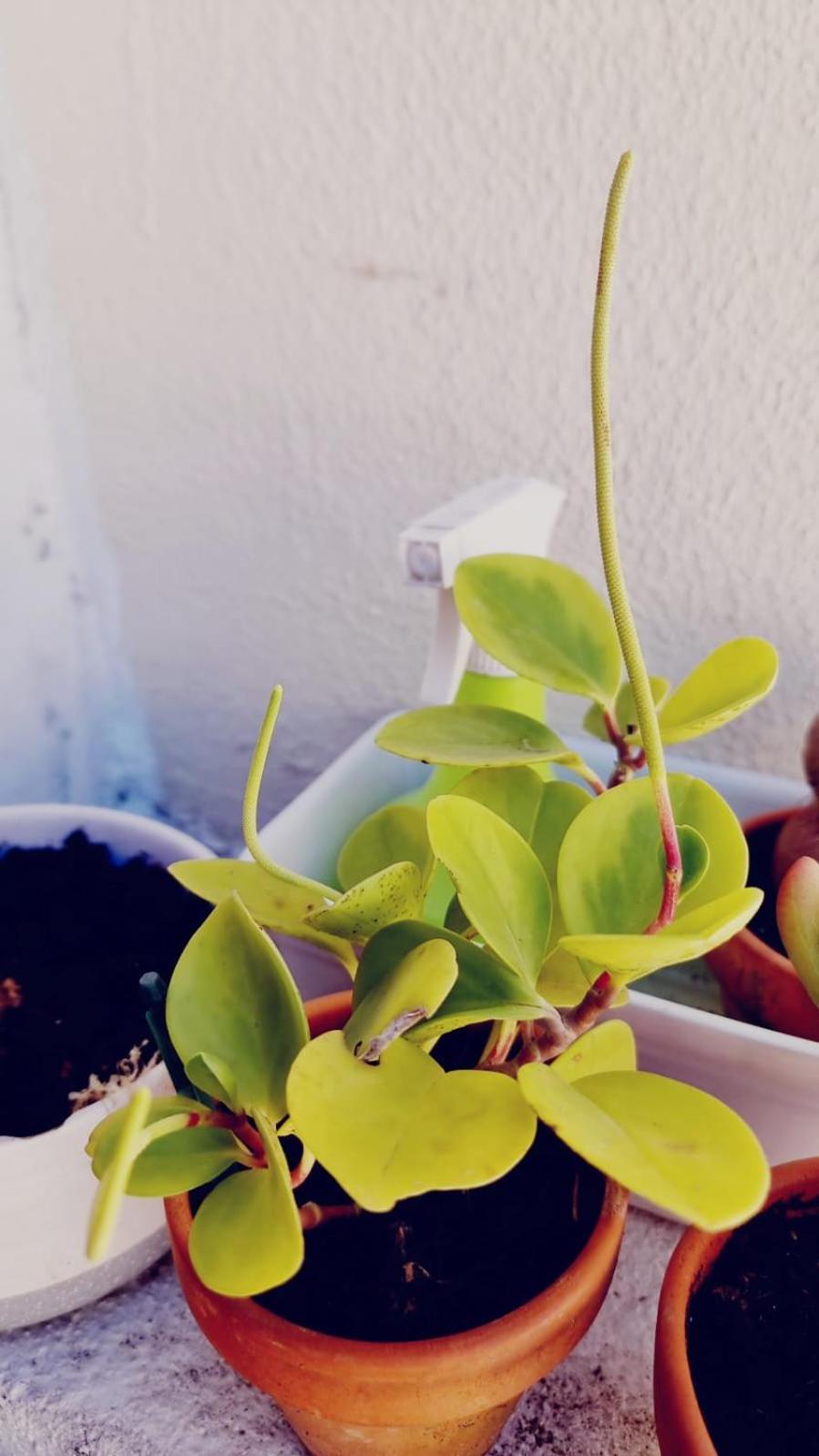 Apartamento Charming To Rent Lisboa