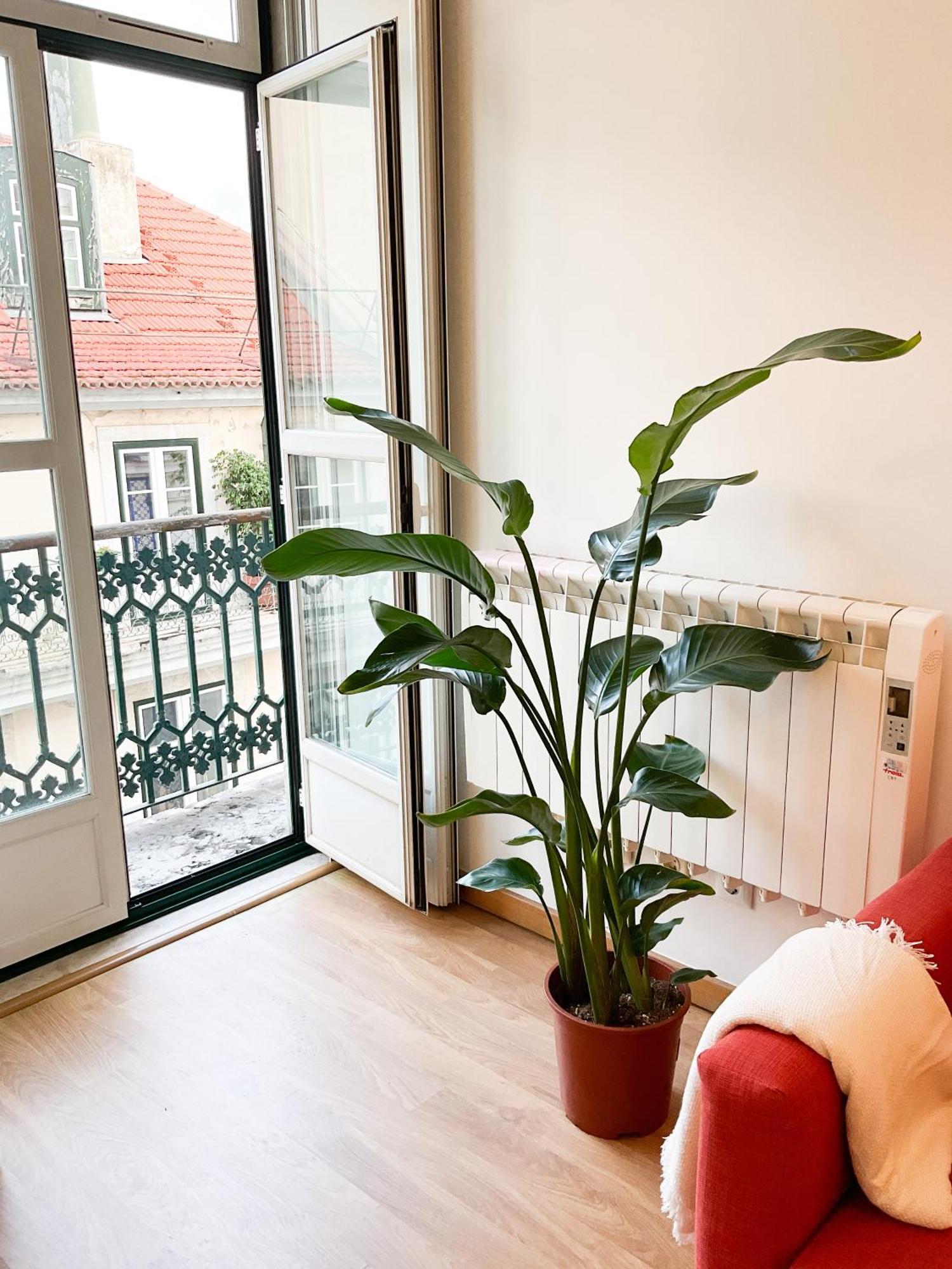 Apartamento Stunning Luxury In Chiado 1br Lisboa
