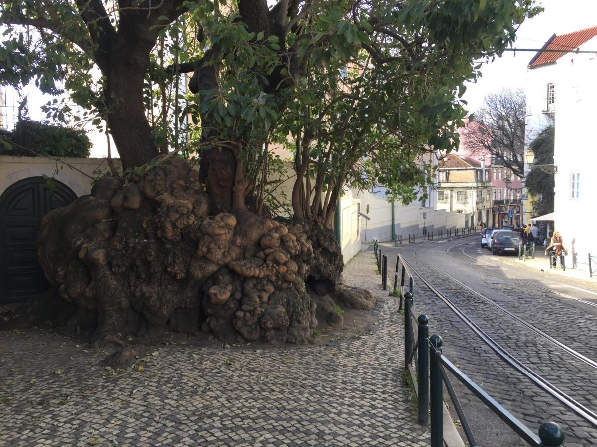 Draft & Albergue Lisboa