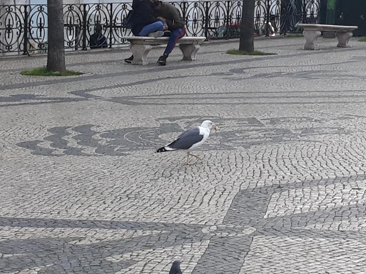 Ameli Lisboa