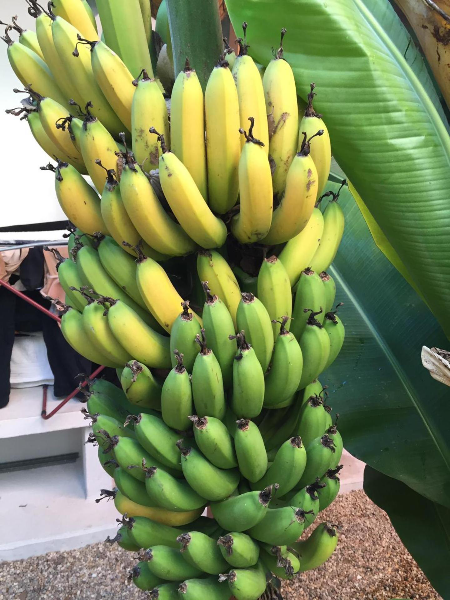 Fabulous Anjos