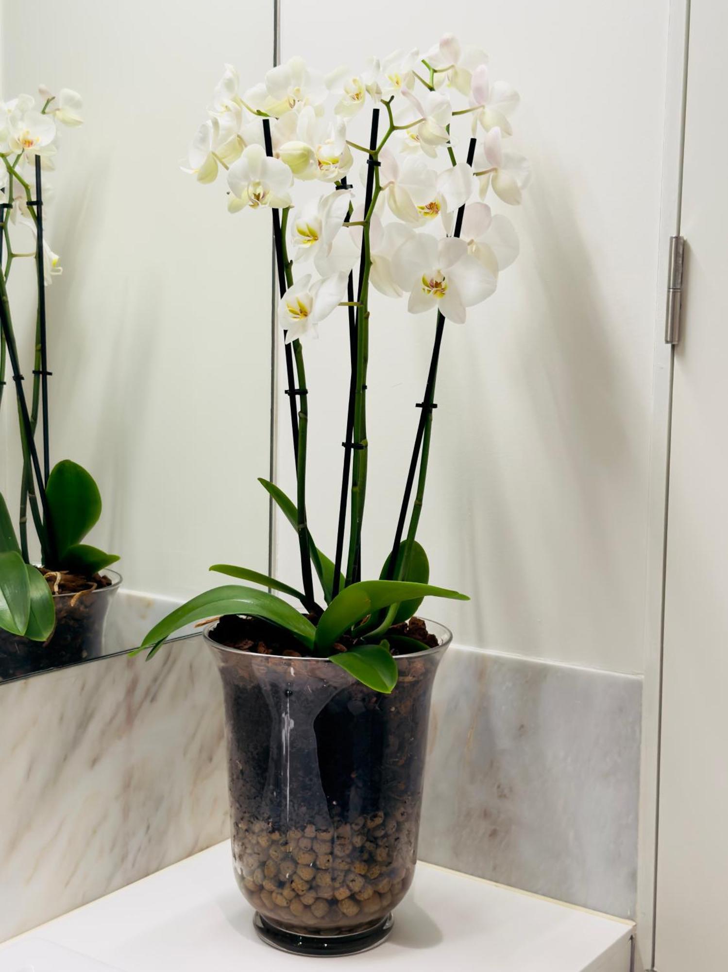 Chiado Luxury Camoes Lisboa