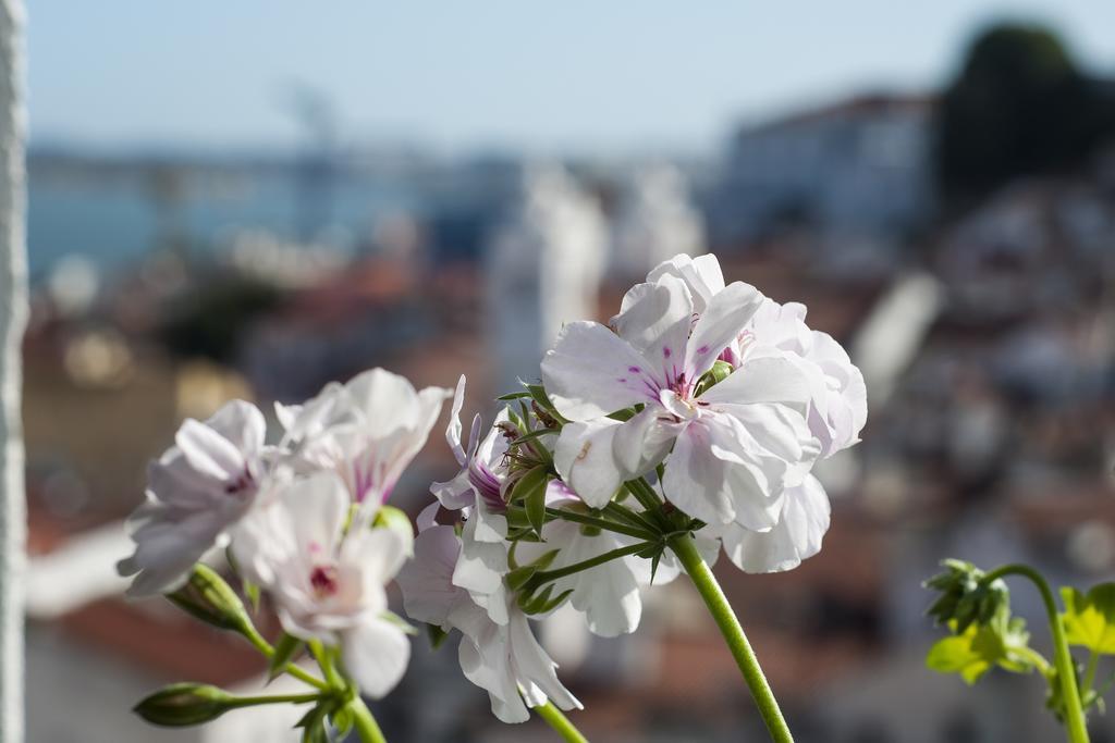 Alfama - St Estevao Viewpoint | Cheese & Wine * Lisboa