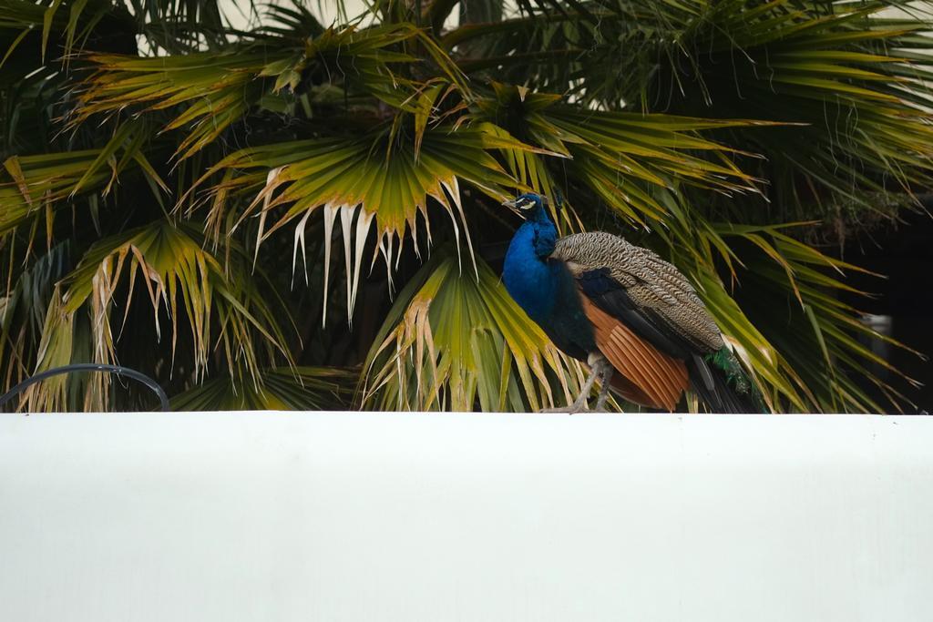 The Late Birds - Gay Urban 4* Lisboa