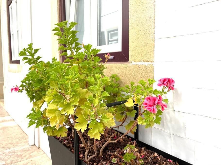Apartamento Rosário 2 Lovely With Private Patio - By Homeful *