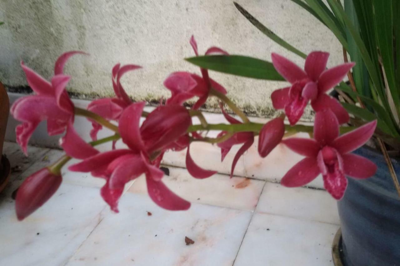 Sunny Terrace