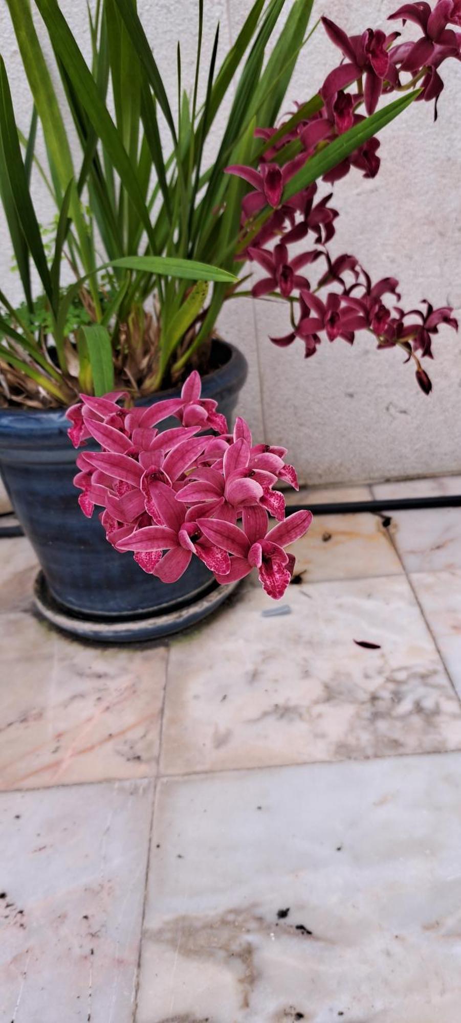 Sunny Terrace *